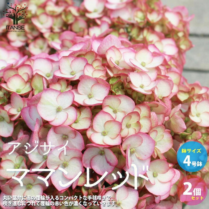 楽天市場 送料無料 アジサイ ママンレッド 花苗 4号鉢 お買い得2個セット あじさい苗 あじさいの苗 アジサイ 苗 アジサイ の苗 紫陽花苗 紫陽花の苗 ガーデニング 植物販売のitanse楽天市場店 楽天市場 送料無料 アジサイ ママンレッド 花苗 4号鉢 お買い得2個セット あじさい苗 あじさいの苗 アジサイ 苗 アジサイ の苗 紫陽花苗 紫陽花の苗 ガーデニング 植物販売のitanse楽天市場店