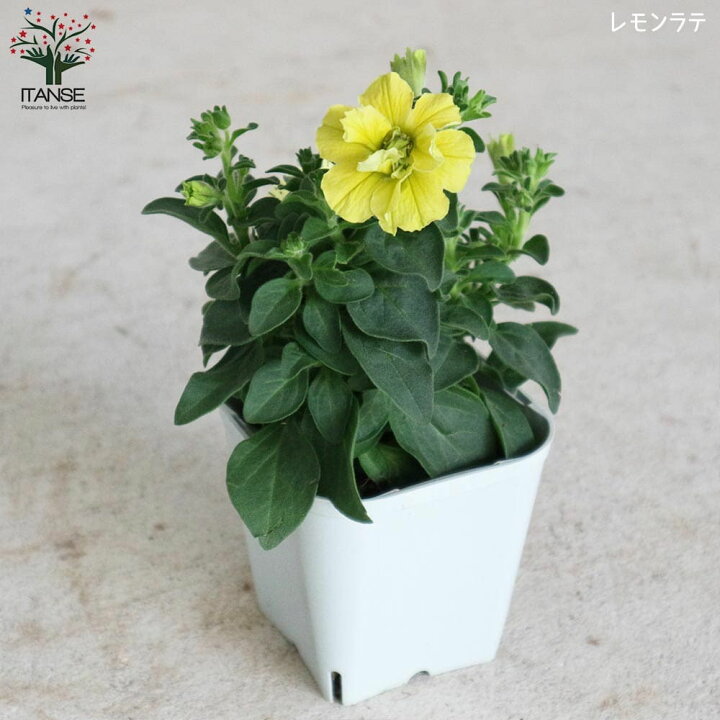 楽天市場 送料無料 八重咲きペチュニア ラテシリーズ 花苗 カラフル色ミックス 見計らいセット 3 5号ポット苗 お買い得2個セット 朝倉ろまんシリーズ ペチュニア 八重咲き 寄植え 花苗 花の苗 花木 植木 庭木 ガーデニング 植物販売のitanse楽天市場店 楽天市場 送料無料 八重咲きペチュニア ラテシリーズ 花苗 カラフル色ミックス 見計らいセット 3 5号ポット苗 お買い得2個セット 朝倉ろまんシリーズ ペチュニア 八重咲き 寄植え 花苗 花の苗 花木 植木 庭木 ガーデニング 植物販売のitanse楽天市場店