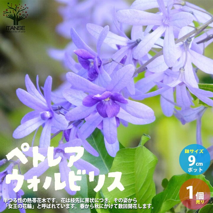 楽天市場 送料無料 ペトレア ヴォルビリス 花苗 9cmポット苗 1個売り ペトレア ウォルビリス ボリビリス サンドペーパーバイン パープルリース 花苗 花の苗 花木 植木 庭木 ガーデニング 植物販売のｉｔａｎｓｅ楽天市場店