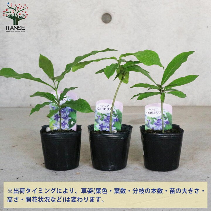 ペトレア ヴォルビリス 苗 紫 ペトレア ヴォルビリス 苗 紫