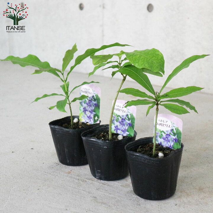 楽天市場 送料無料 ペトレア ヴォルビリス 花苗 9cmポット苗 1個売り ペトレア ウォルビリス ボリビリス サンドペーパーバイン パープルリース 花苗 花の苗 花木 植木 庭木 ガーデニング 植物販売のｉｔａｎｓｅ楽天市場店
