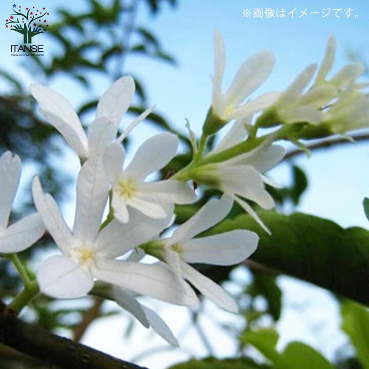 楽天市場 送料無料 ペトレア ヴォルビリス アルビフロラ 花苗 9cmポット苗 1個売り ペトレア ウォルビリス ボリビリス サンドペーパーバイン パープルリース 花苗 花の苗 花木 植木 庭木 ガーデニング 植物販売のｉｔａｎｓｅ楽天市場店