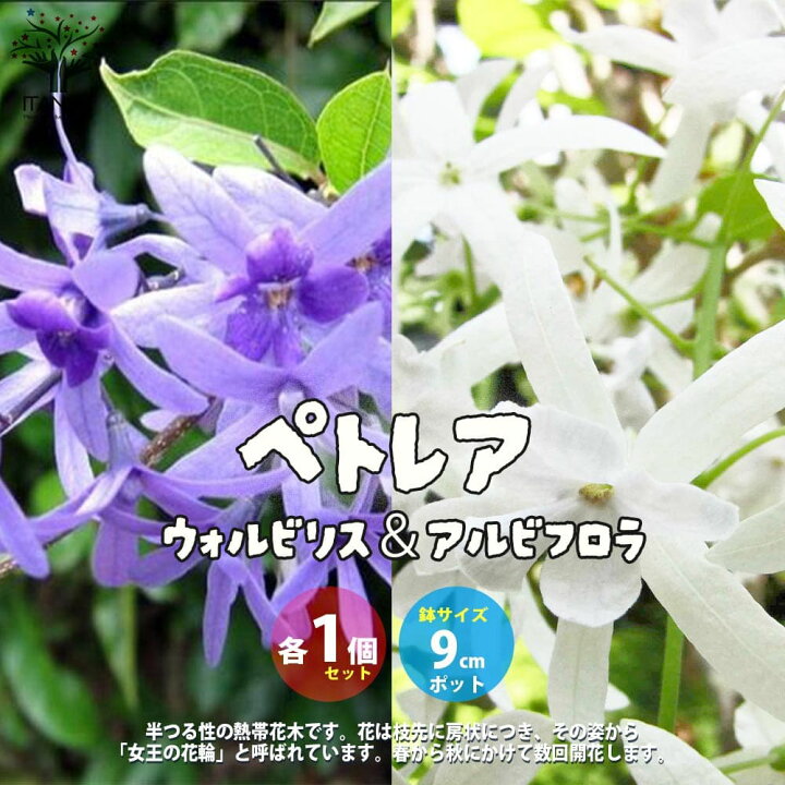楽天市場 送料無料 ペトレア ヴォルビリス アルビフロラ 花苗 9cmポット苗 2品種各1個セット 合計2個 ペトレア ウォルビリス ボリビリス サンドペーパーバイン パープルリース 花苗 花の苗 花木 植木 庭木 ガーデニング 植物販売のｉｔａｎｓｅ楽天市場店