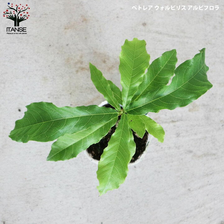 楽天市場 マラソン期間中 P5倍 ペトレア ヴォルビリス アルビフロラ 花苗 9cmポット苗 2品種各1個セット 合計2個 ペトレア ウォルビリス ボリビリス サンドペーパーバイン パープルリース 花苗 花の苗 花木 植木 庭木 ガーデニング 植物販売のｉｔａｎｓｅ