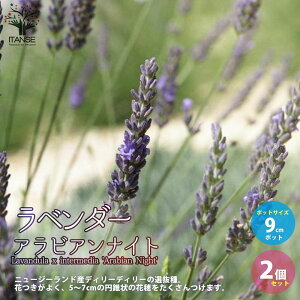 yzx_[ ArAiCg ( ofBn ) ԕc 9cm|bgc 2Zbg x_[c x_[̕c x_[ Ă₷ n[uc n[u̕c Ԃ̕c 