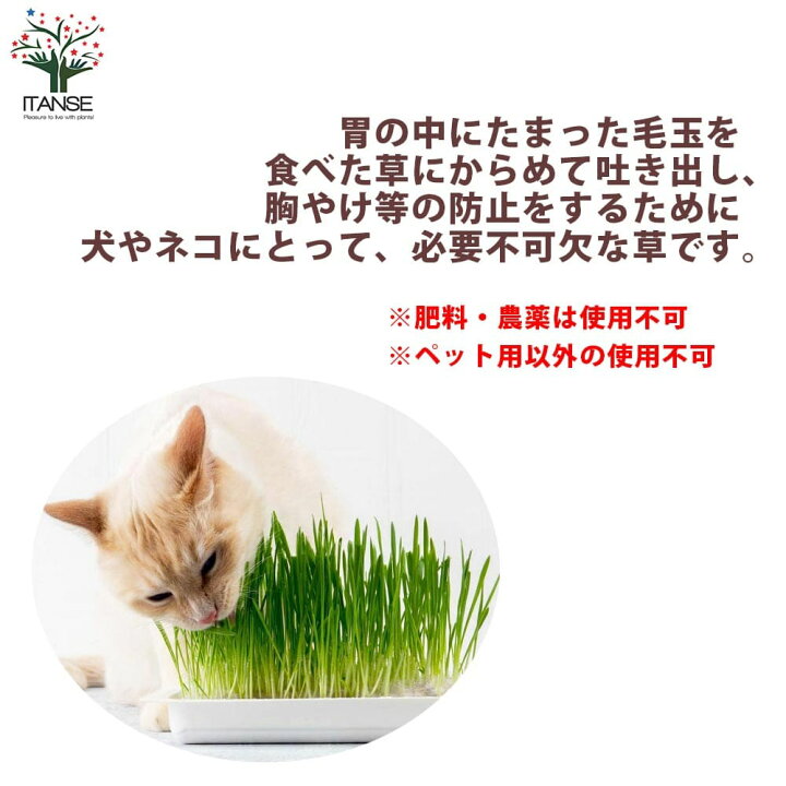 楽天市場 送料無料 犬猫たのし草 燕麦 花苗 種まき済のペット草5号鉢 お買い得3個セット 猫草 ねこくさ ねこぐさ 犬草 キャットグラス ペットグラス うさぎ ウサギ えん麦 エン麦 植物販売のｉｔａｎｓｅ楽天市場店