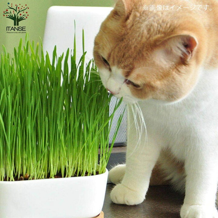 楽天市場 送料無料 犬猫たのし草 燕麦 花苗 種まき済のペット草5号鉢 お買い得3個セット 猫草 ねこくさ ねこぐさ 犬草 キャットグラス ペットグラス うさぎ ウサギ えん麦 エン麦 植物販売のｉｔａｎｓｅ楽天市場店
