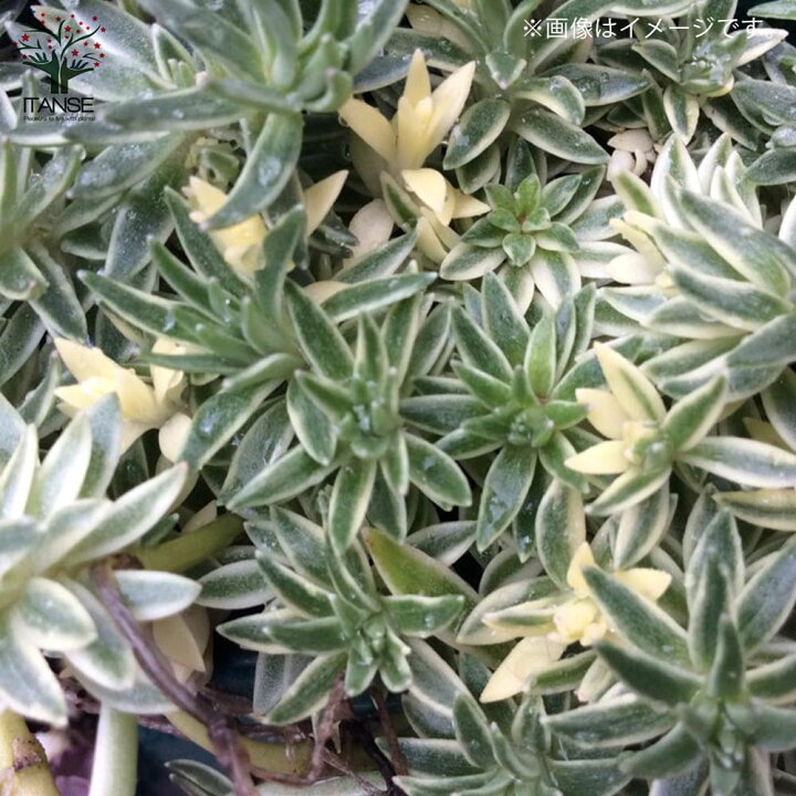 楽天市場 送料無料 セダム フクリンマンネングサ 覆輪万年草 立ち性 花苗 多肉植物 グランドカバー苗3号ポット苗 お買い得2個セット セダム グランドカバー 多肉植物 観葉植物 リビング オフィス 事務所 インテリア 植物販売のｉｔａｎｓｅ楽天市場店