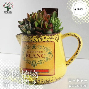 yzA 񂹐A sb`[ ( CG[ ) A v[g⃊rOItBX 1 A 񂹐A A  ~jTCY Zbg t ϗtA AW 