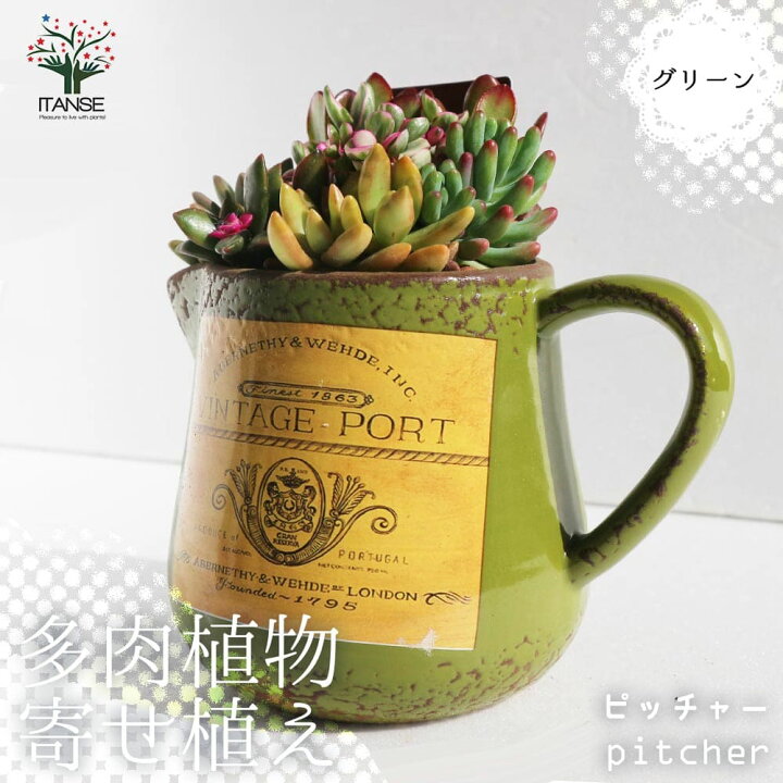 楽天市場 送料無料 多肉植物 寄せ植え ピッチャー グリーン 多肉植物 プレゼントやリビングやオフィス向き 1個売り 多肉植物 寄せ植え 寄植 卓上 ミニサイズ セット 鉢付き 観葉植物 アレンジ リビング オフィス 事務所 インテリア 植物販売のｉｔａｎｓｅ