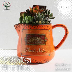 【送料無料】多肉植物 寄せ植え ピッチャー ( オレンジ ) 多肉植物 プレゼントやリビングやオフィス向き 1個売り 多肉植物 寄せ植え 寄植 卓上 ミニサイズ セット 鉢付き 観葉植物 アレンジ