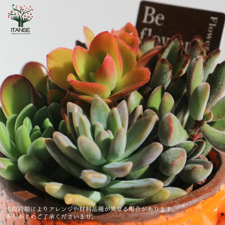 楽天市場 送料無料 多肉植物 寄せ植え ピッチャー オレンジ 多肉植物 プレゼントやリビングやオフィス向き 1個売り 多肉植物 寄せ植え 寄植 卓上 ミニサイズ セット 鉢付き 観葉植物 アレンジ リビング オフィス 事務所 インテリア 植物販売のｉｔａｎｓｅ
