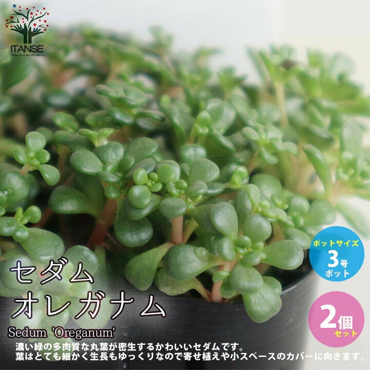 楽天市場 送料無料 セダム オレガナム 花苗 グランドカバー苗 多肉植物 3号ポット苗 お買い得2個セット セダム グランドカバー 多肉植物 観葉植物 リビング オフィス 事務所 インテリア 植物販売のitanse楽天市場店 楽天市場 送料無料 セダム オレガナム 花苗 グランドカバー苗 多肉植物 3号ポット苗 お買い得2個セット セダム グランドカバー 多肉植物 観葉植物 リビング オフィス 事務所 インテリア 植物販売のitanse楽天市場店