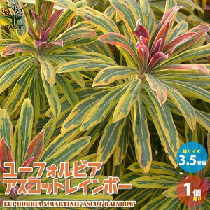 yz[tHrA AXRbgC{[ ԕc 3.5|bgc 1 [tHrA ԕc  h N t[ AWg CeAO[ {^jJ 