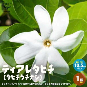 ySSԑSi10OFFzeBA^q` ( ^q`N`iV ) ԕc 10.5cm|bgc 1 ^q`N`iV ^q`A K[fjA Tiare Tahiti eBA ^q`  [