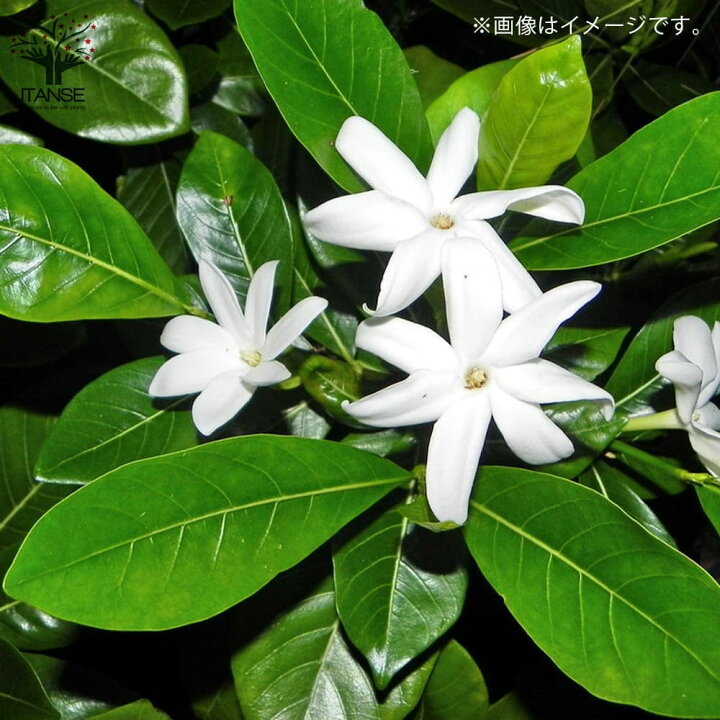 楽天市場 送料無料 ティアレタヒチ タヒチクチナシ 花苗 10 5cmポット苗 1個売り タヒチクチナシ タヒチアン ガーデニア Tiare Tahiti ティアレ タヒチ 植物販売のｉｔａｎｓｅ楽天市場店