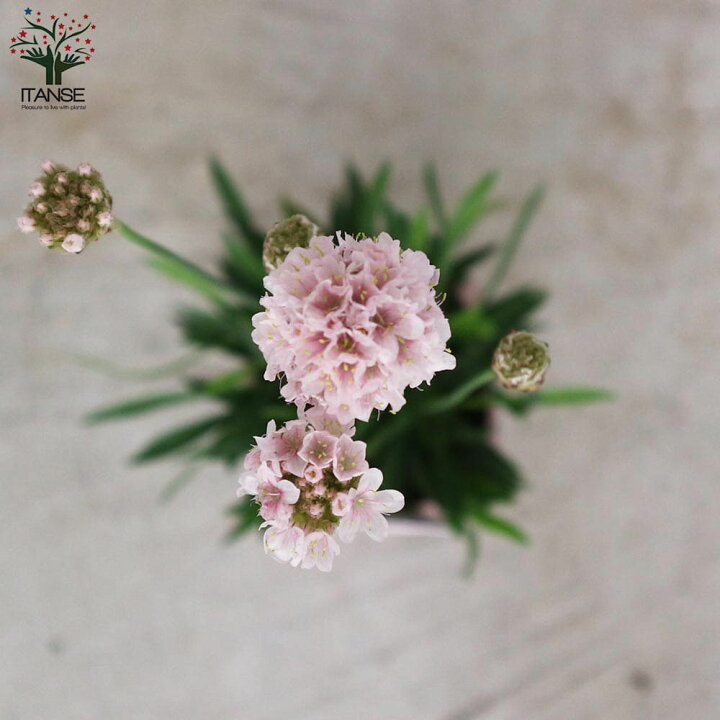 楽天市場 送料無料 アルメリア サクラスティック 花苗 9cmポット お買い得2個セット ハマカンザシ ポンポン咲き 寄せ植え スワッグや花束の素材としても人気 植物販売のｉｔａｎｓｅ楽天市場店