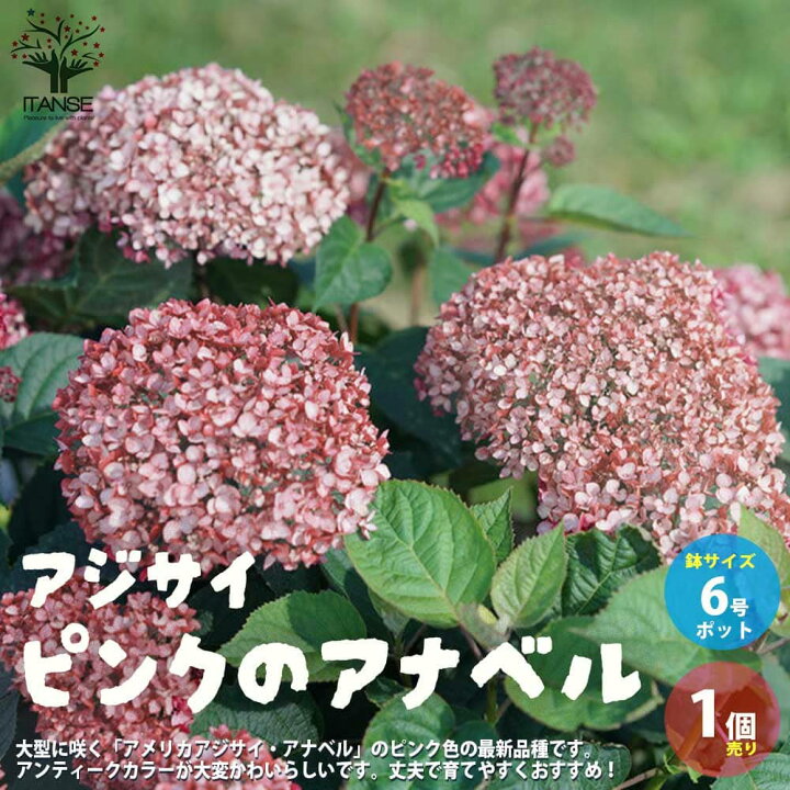 楽天市場 送料無料 アジサイ ピンクのアナベル 花苗 6号鉢 1個売り あじさい苗 あじさいの苗 アジサイ苗 アジサイの苗 紫陽花苗 紫陽花の苗 ガーデニング 植物販売のｉｔａｎｓｅ楽天市場店