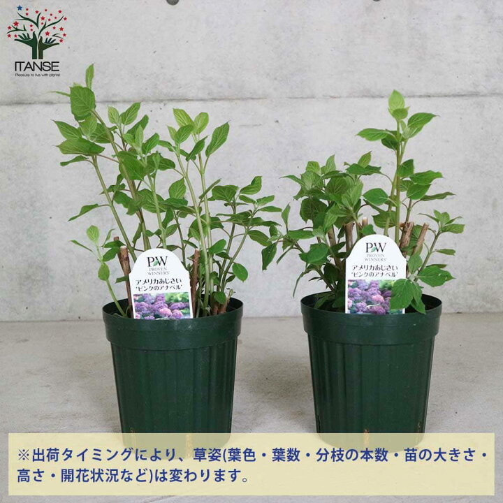 楽天市場 送料無料 アジサイ ピンクのアナベル 花苗 6号鉢 1個売り あじさい苗 あじさいの苗 アジサイ苗 アジサイの苗 紫陽花苗 紫陽花の苗 ガーデニング 植物販売のｉｔａｎｓｅ楽天市場店