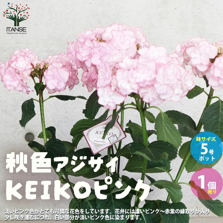 楽天市場 送料無料 アジサイ Keikoピンク ケイコピンク 花苗 5号鉢 1個売り あじさい苗 あじさいの苗 アジサイ苗 アジサイの苗 紫陽花苗 紫陽花の苗 ガーデニング 植物販売のitanse楽天市場店 楽天市場 送料無料 アジサイ Keikoピンク ケイコピンク 花苗 5号鉢 1個売り あじさい苗 あじさいの苗 アジサイ苗 アジサイの苗 紫陽花苗 紫陽花の苗 ガーデニング 植物販売のitanse楽天市場店