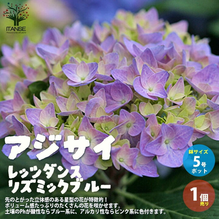 楽天市場 送料無料 アジサイ レッツダンス リズミックブルー 花苗 5号鉢 1個売り あじさい苗 あじさいの苗 アジサイ苗 アジサイの苗 紫陽花苗 紫陽花の苗 ガーデニング 植物販売のｉｔａｎｓｅ楽天市場店
