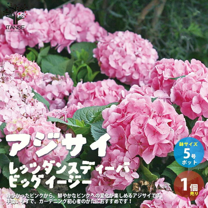 楽天市場 送料無料 アジサイ レッツダンス ビッグイージー 花苗 5号鉢 1個売り あじさい苗 あじさいの苗 アジサイ苗 アジサイの苗 紫陽花苗 紫陽花の苗 ガーデニング 植物販売のitanse楽天市場店 楽天市場 送料無料 アジサイ レッツダンス ビッグイージー 花苗 5号鉢 1個売り あじさい苗 あじさいの苗 アジサイ苗 アジサイの苗 紫陽花苗 紫陽花の苗 ガーデニング 植物販売のitanse楽天市場店
