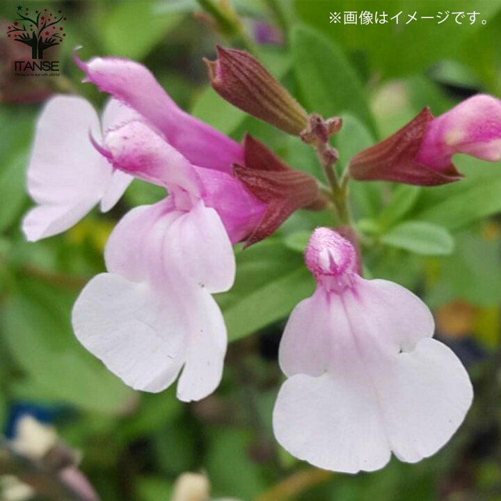 楽天市場 送料無料 チェリーセージ ミラージュ ソフトピンク グレギー種 花苗 多年草3 5号ポット 1個売り 寄せ植え ガーデニング 鑑賞 病害虫に強い 育てやすい 植物販売のｉｔａｎｓｅ楽天市場店