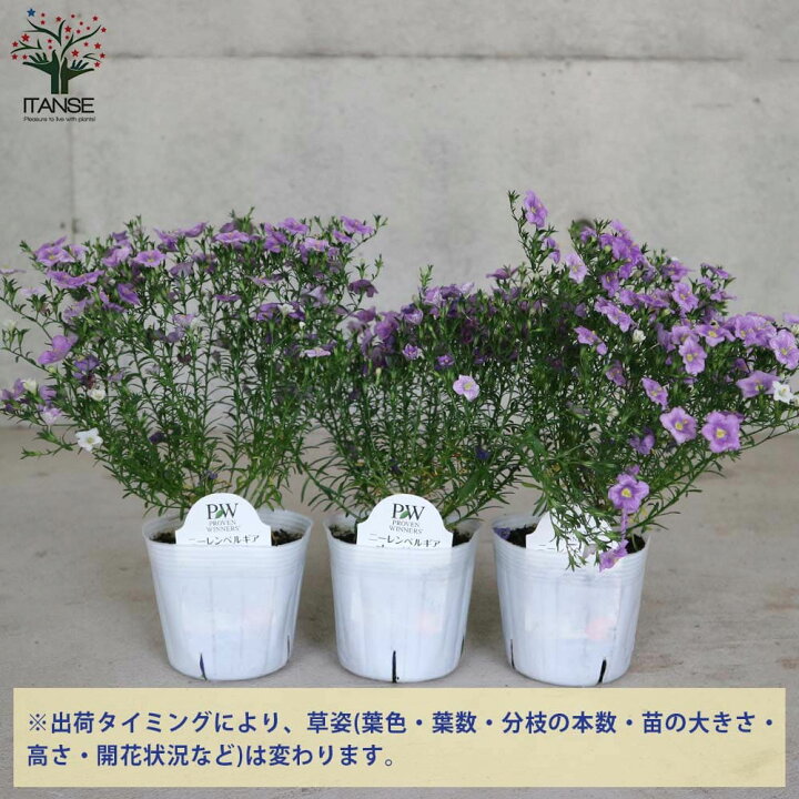 楽天市場 送料無料 ニーレンベルギア オーガスタ ブルー 花苗 3 5号 お買い得2個セット カップフラワー 銀盃草 ギンバイソウ ガーデニング 植物販売のｉｔａｎｓｅ楽天市場店