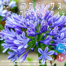 【送料無料】アガパンサス サマーラブ ブルー 花苗 球根植物 6号鉢 1個売り 青花 ユリ 紫君子蘭 ムラサキクンシラン 花の苗 四季咲き コンパクト 耐寒性 宿根草 矮性 釣鐘 観賞 花壇 プレゼント ギフト 送料無料 即納