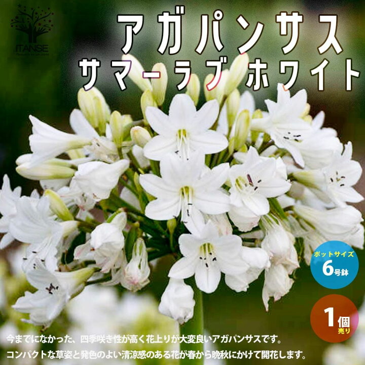 楽天市場 送料無料 アガパンサス サマーラブ ホワイト 花苗 球根植物 6号鉢 1個売り 紫君子蘭 ムラサキクンシラン 四季咲き性が高く 開花期間 が長い ガーデニング 植物販売のitanse楽天市場店 楽天市場 送料無料 アガパンサス サマーラブ ホワイト 花苗 球根植物 6号鉢 1個売り 紫君子蘭 ムラサキクンシラン 四季咲き性が高く 開花期間 が長い ガーデニング 植物販売のitanse楽天市場店