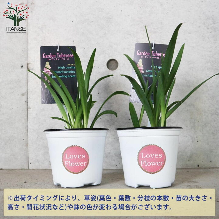 楽天市場 送料無料 チューベローズ ピンクレディー 花苗 球根植物4号ポット 1個売り チュベローズ ツベローズ 月下香 ゲッカコウ 夜来香 イエライシャン 和蘭水仙 オランダスイセン 植物販売のｉｔａｎｓｅ楽天市場店