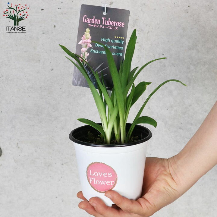 楽天市場 送料無料 チューベローズ ピンクレディー 花苗 球根植物4号ポット お買い得3個セット チュベローズ ツベローズ 月下香 ゲッカコウ 夜来香 イエライシャン 和蘭水仙 オランダスイセン 植物販売のｉｔａｎｓｅ楽天市場店