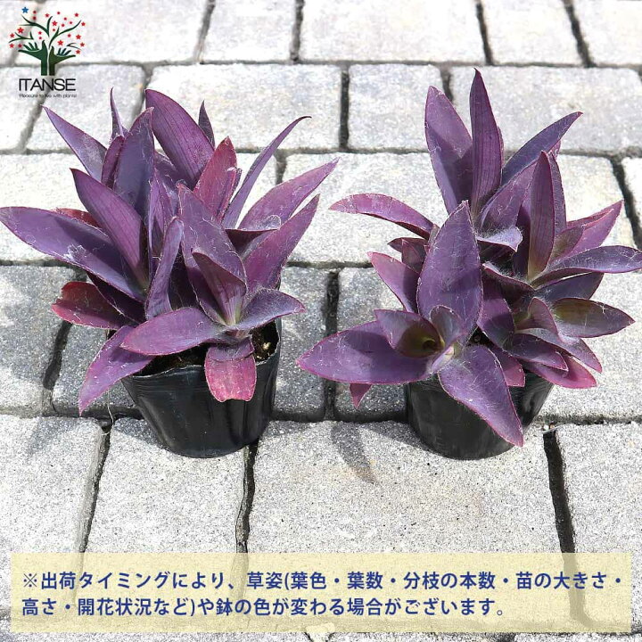 楽天市場】【送料無料】セトクレアセア ( ムラサキゴテン ) 花苗