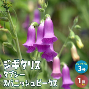 yzWM^X ^vV[ XpjbVs[NX h ԕc 3|bg 1 LclmeuNAgtHbNXO[uAOhJo[ vc  񂹐A 