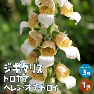 yzWM^X gi w Iu gC h ԕc 3|bg 1 LclmeuNAgtHbNXO[uAOhJo[ vc  񂹐A  