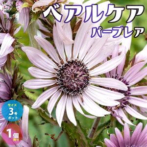 珍しい 花 苗の人気商品 通販 価格比較 価格 Com