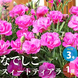ナデシコ 苗の人気商品 通販 価格比較 価格 Com ナデシコ 苗の人気商品 通販 価格比較 価格 Com