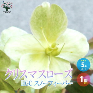 y}\N[|zzzNX}X[Y HGC Xm[tB[o[ ԕc 5|bg 1 NX}X[Yc L{EQ w{X Ԑ J[[t _ _  A Ԗ 