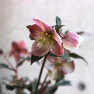 �y���������z�N���X�}�X���[�Y HGC �}�G�X�g�� �ԕc 5���|�b�g 1���� �N���X�}�X���[�Y�c �L���{�E�Q �w���{���X ���Ԑ� �J���[���[�t �����_ ���_ ��� �A�� �Ԗ� �Ԓd �K�[�f�j���O ����