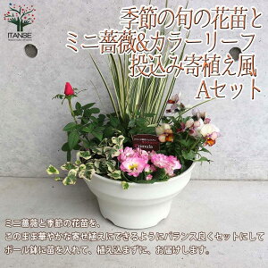 【送料無料】ミニ薔薇&季節の花苗&リーフプランツ葉物類 苗投込み寄植え風 Aセット 花苗 8号程度ボール鉢 1個売り 寄せ植え お得セット アソート ボールプランター リーフプランツ カラ