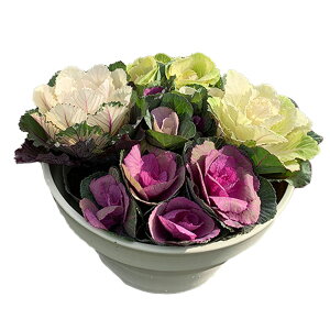 y}\N[|zzzgtO c݊A EZbg Zbge:vX`bN{[v^[8x1AtOc ( xr[X}CȂ ) 5x ԕc 8x{