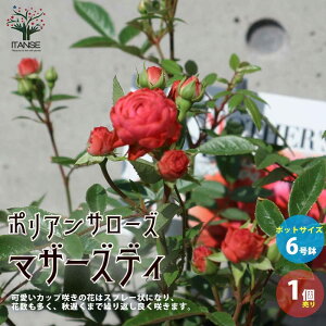 yz|AT[Y }U[YfC ԕc oc KNc 6|bg 1 t[AW hCt[ ؂Ԃ̑fނƂĂlC  [