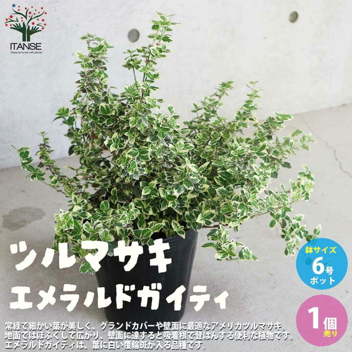 楽天市場 送料無料 アメリカツルマサキ エメラルドガイティ 庭木 6号ポット大苗 1個売り アメリカツルマサキ エメラルドガイティ ツルマサキ 花木 植木 庭木 ガーデニング 植物販売のｉｔａｎｓｅ楽天市場店