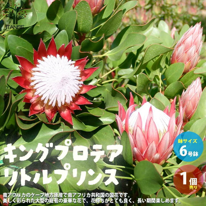 楽天市場】【送料無料】キングプロテア リトルプリンス【花苗 6号鉢 