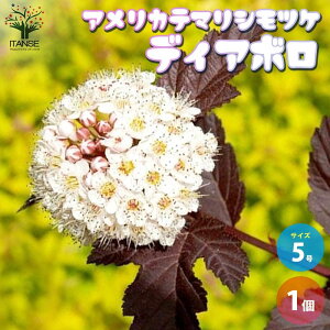 yzAJe}VcP fBA{ ԕc 5 1 炪wɂdȂČ؂؂ŏꏊIт܂  [