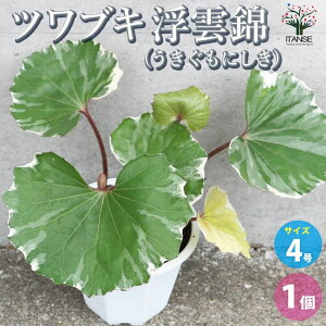 yzcuL _ ԕc 4 1 ԕc Ԃ̕c  c  t J[[t cuL Farfugium japonicum LN Ԃ  [