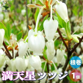 【送料無料】ドウダンツツジ ( 満天星躑躅 ) 花苗 根巻大苗 1個売り 口紅錦 ドウダンツツジ 口紅更紗 ドウダン 口紅サラサドウダン 珍しい花木 丈夫 低木 落葉低木 送料無料 即納