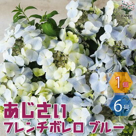 【送料無料】アジサイ フレンチボレロ ブルー【花苗 6号鉢／1個売り】あじさい苗 あじさいの苗 アジサイ苗 アジサイの苗 紫陽花苗 紫陽花の苗 ガーデニング PVP