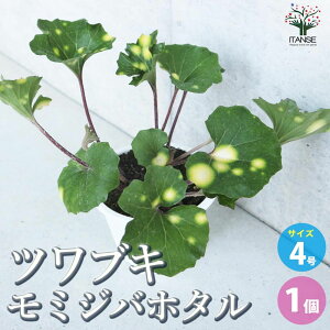 yzcuL gtXu ( ~Woz^ ) ԕc 4 1 ԕc Ԃ̕c  c  t J[[t cuL Farfugium japonicum LN Ԃ  [