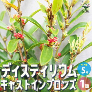 y}\N[|zzzfBXeBE LXgCuY ԕc 5|bg 1 Ԗ؂̕c ؂̕c ؕc fBXeBE Distylium racemosum hybrida PVP  [